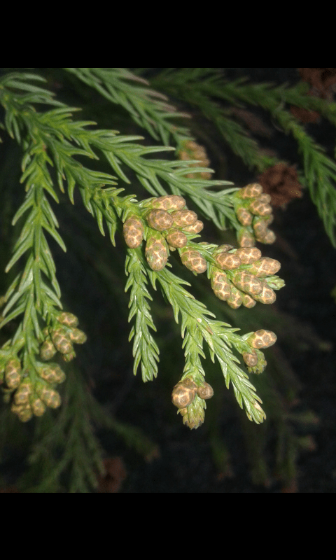 Cupressaceae:  Cryptomeria japonica